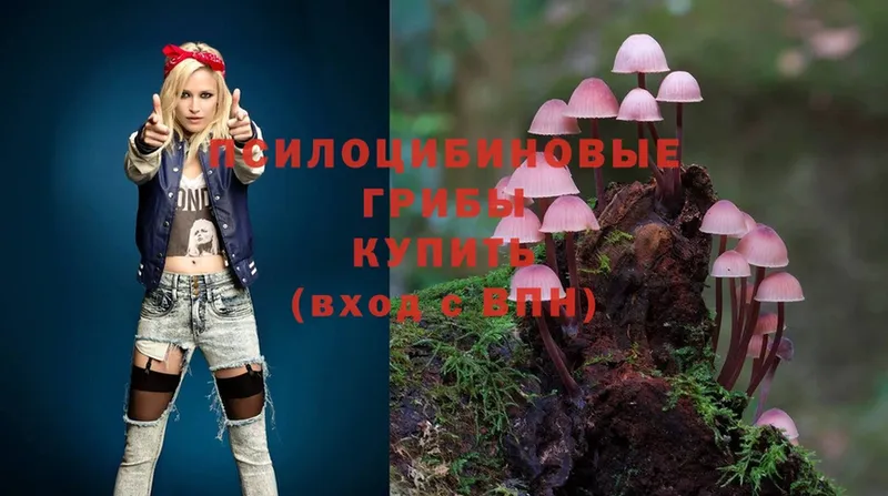 закладки  Далматово  Псилоцибиновые грибы Psilocybine cubensis 